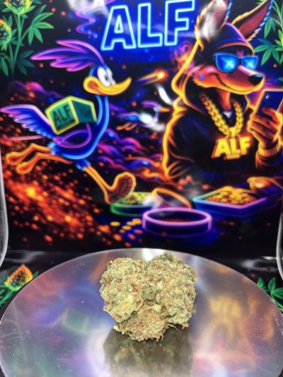 Weed Amnesia🇳🇱
